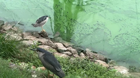 Two Black-crowned Night Herons Hunting Along Pond Edge Video stock 337983480
