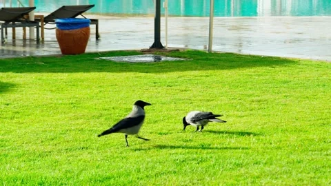 Two black crows are looking for food on the lawn near the outdoor pool. Stock Footage 330062099