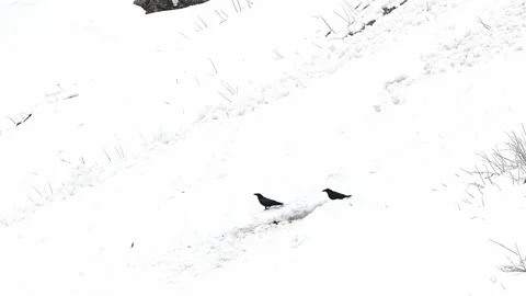 Two black crows on a carcass in the wild Alps (Corvus corone) 스톡 동영상 335674427