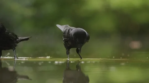 Two Black Crows Drinking Water and Splashing in Shallow Pond Close Up Stock Footage 337761479