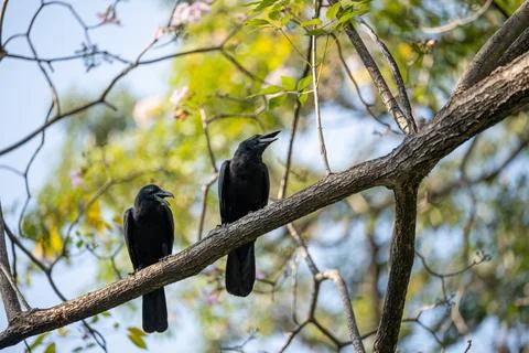 Two black crows facing each other on branch Stock Photos