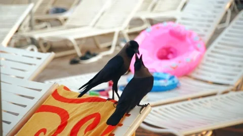 Two black crows feed each other standing on a sun lounger. Stock Footage 137830724
