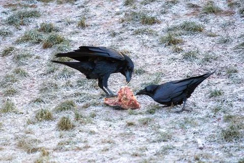 Two Black Crows Feeding on Fresh Meat in a Frosty Dry Grass Field, Winter Scene Stock Photos