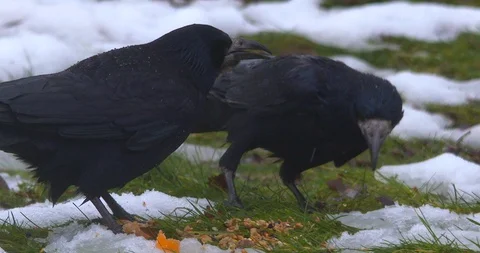 Two black crows fight over food seeds snow ice weather slow motion Stock Footage 86666884