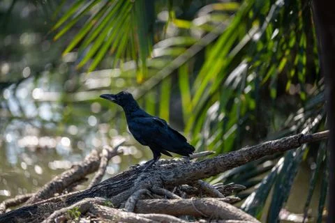 Two black crows on flowering tree Stockfoto's