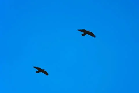 Two black crows fly one after another on the clear blue sky background Stock-Fotos