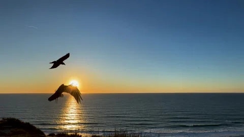 Two black crows fly in slow motion across screen during a beautiful clear Stock Footage 266229278