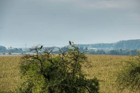 Two black crows on a high tree Stock Photos