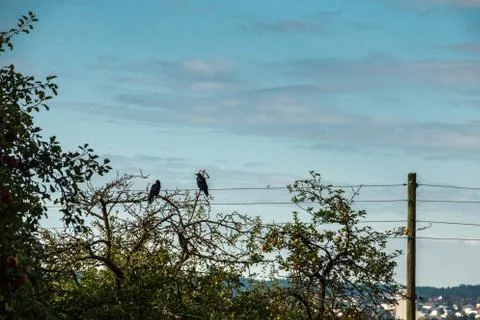 Two black crows on a high tree Stock Photos
