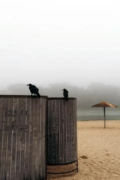 Two Black Crows on a Misty Beach Morning Stock Photos