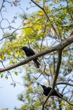 Two black crows perched on tree branch Stock Photos