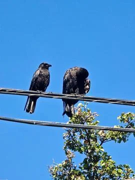 Two Black Crows Perched on Utility Wires Against a Clear Blue Sky with Copy.. Foto stock