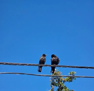 Two Black Crows Perched on Utility Wires Under a Clear Blue Sky with Ample .. Foto stock