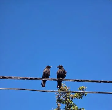 Two Black Crows Perched on Utility Wires Under a Clear Blue Sky with Ample .. Foto stock