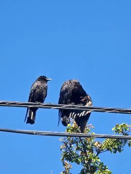 Two Black Crows Perched on Utility Wires Against a Clear Blue Sky with Copy.. Foto stock