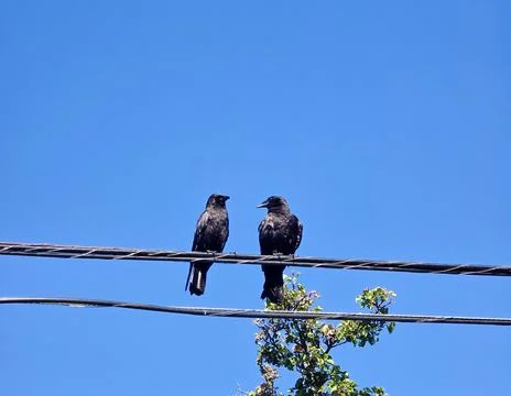 Two Black Crows Perched on Utility Wires Under a Clear Blue Sky with Ample .. Foto stock