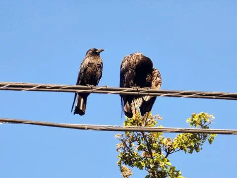 Two Black Crows Perched on Utility Wires Against a Clear Blue Sky with Copy.. Foto stock