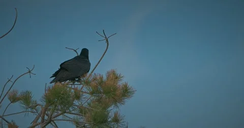 Two black crows on pine branches, one taking flight in spring Stock Footage 347011507