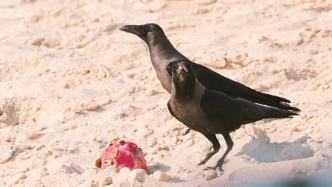 Two Black Crows Sharing a Dragon Fruit on a Sandy Beach Stock Footage 301073143