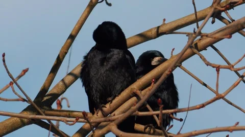 Two black crows sitting serenely on a tree branch against a blue sky in their Stock Footage 305281233