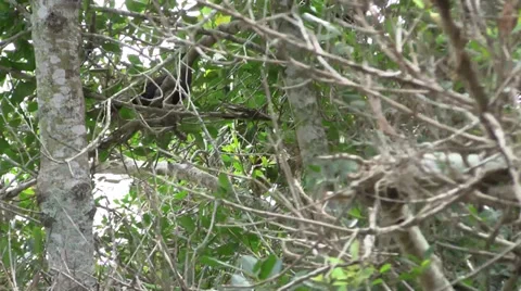 Two black crows in a tree on a cloudy windy day outdoors Video stock 36622805