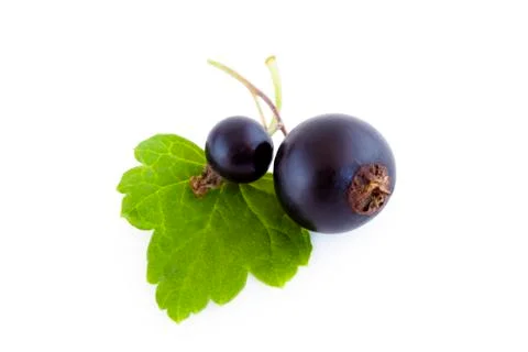 Two black currants with leaf Stock Photos