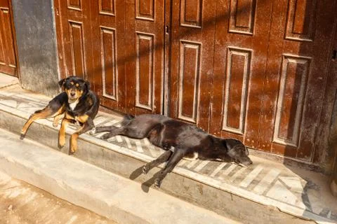 Two black dogs lying Stock Photos