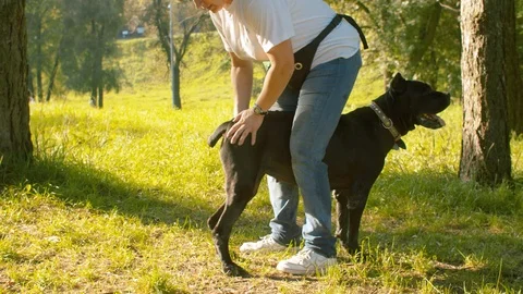 Two black dogs in the park Stock-Footage 115535341