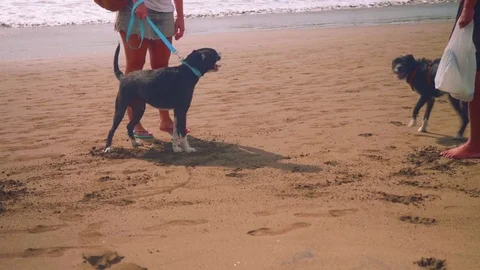 Two black dogs playing on beach Stock Footage 84896609