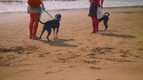 Two black dogs playing on beach Stock Footage 84896719