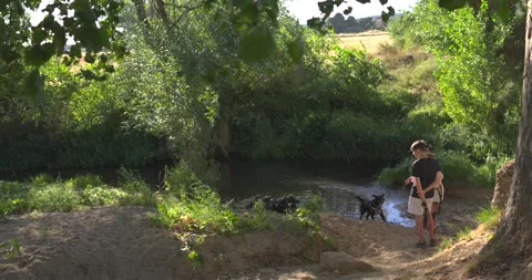 Two black dogs playing in a river near their owners Vídeo Stock 344043972