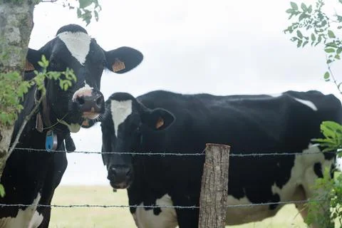 Two black dotted cows in the field Photos
