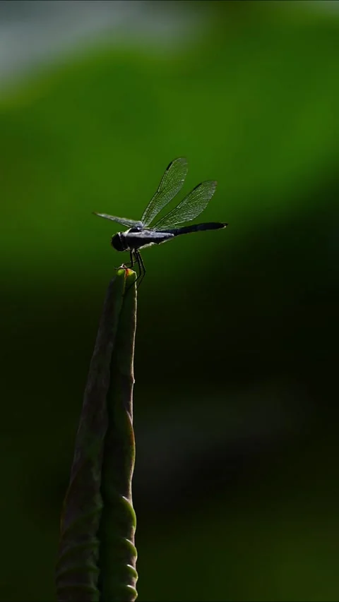 Two Black Dragonflies Perched and Flying Around Green Plant Stem Stockbeeldmateriaal 329756874