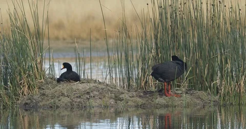 Two black ducks over riverside of lagoon. One dives in lagoon other standing 스톡 동영상 103498988
