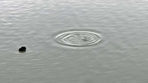 Two black ducks swim in a calm water surface, creating ripples. The scene Stock Footage 314065586