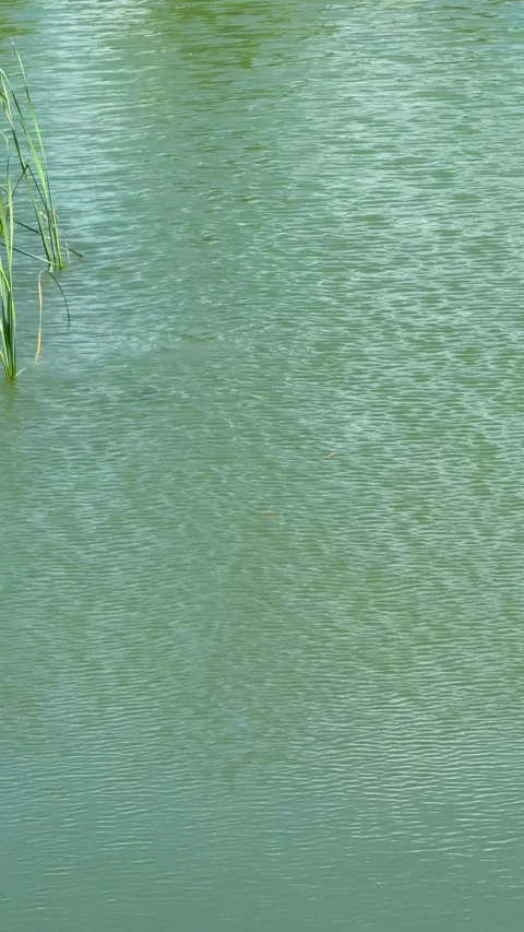 Two black ducks swimming peacefully in green calm pond water Stock Footage 311982425