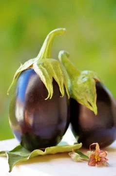 Two black eggplants on green background Stock Photos
