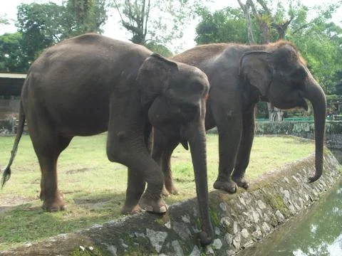 Two Black Elephants Stock Photos