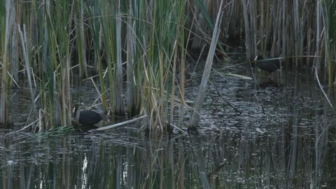 Two black Eurasian coots (Fulica atra) standing in marshland Stock Footage 330316681