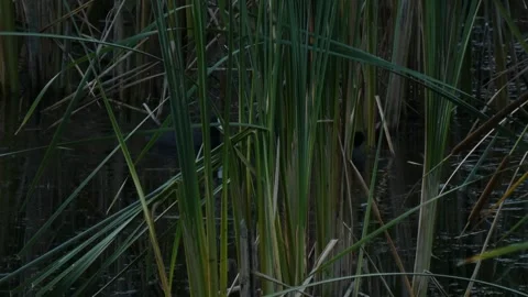 Two black Eurasian coots (Fulica atra) swimming among reeds in marsh Video stock 330726012