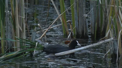 Two black Eurasian coots (Fulica atra) foraging for food Video stock 331685594