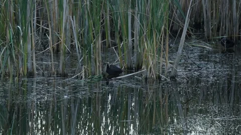 Two black Eurasian coots (Fulica atra) standing in marsh water Video stock 331685695