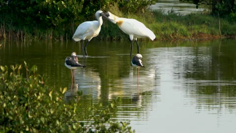 Two black-faced spoonbills touched each other with their flat beaks. 4k Stock Footage 145358015