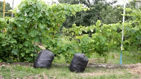 Two black garbage bags Stock Footage 318821083