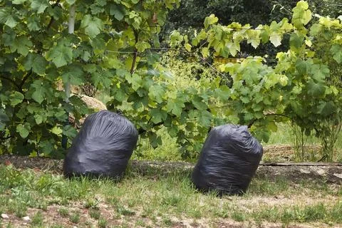 Two black garbage bags placed on ground among green grapevines in a vineyard Stock Photos
