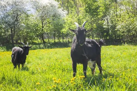 Two black goats Stock Photos