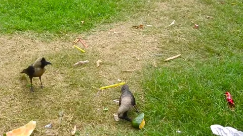 Two black grey house crows foraging eating food scraps green lawn park Stock Footage 341683548