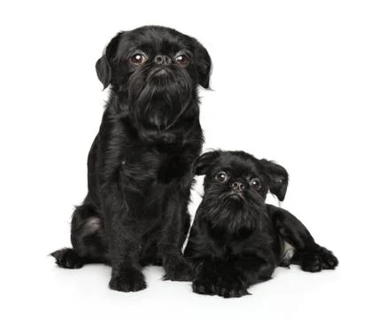 Two black Griffon dogs posing on white background Stock Photos