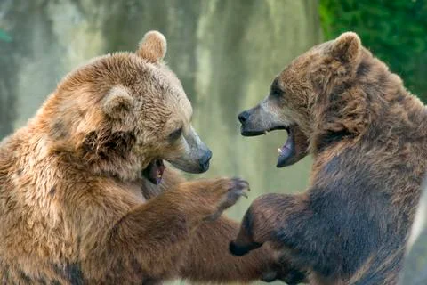 Two black grizzly bears while fighting Stock Photos