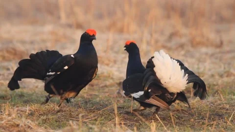 Two black grouse (Lyrurus tetrix) males fighting Stock Footage 292921558